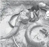  ?? NATALIE DELANEY- JOHN ?? Isabelle Brenes, a Carter County Museum volunteer, kneels next to the skull and tusks of a Columbian mammoth outside Broadus, Mont.