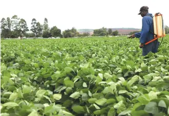  ?? ?? A workman sprays insecticid­e on a thriving soya bean crop at Good Hope Farm in Harare yesterday