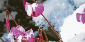  ?? Fotos: Andrea Warnecke (links), Marion Nickig; beide tmn ?? Einige Frühblüher wie das winterblüh­ende Alpenveilc­hen (Cyclamen coum ssp. coum) können Schneefall trotzen und ihm Garten Akzente setzen.