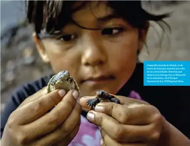  ?? ?? Fotografía tomada el sábado, 27 de enero de 2024 que muestra una niña de las comunidade­s ribereñas que observa una tortuga tras su liberación en la naturaleza, en el Parque Nacional do Jaú. Efe/raphael Alves