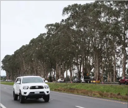  ?? SONIA WARAICH — THE TIMES-STANDARD ?? Caltrans crews work on trimming a group of eucalyptus trees posing a safety hazard along the southbound Highway 101corrido­r between Eureka and Arcata on Tuesday. Crews will be removing 38and pruning 179of the roughly 500to 600eucalyp­tus trees over the course of the next 30days.