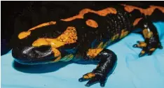  ?? Fotos: Tobias Rautenberg, Vanessa Schulz/dpa, Joana Sabino Pinto ?? Dieser Salamander ist an Bsal erkrankt. Das siehst du an den fleckigen Stellen auf der gelben Haut.