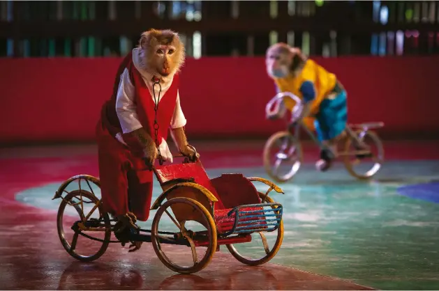  ??  ?? BICYCLE MONKEYS A pair of macaque monkeys ride bikes to entertain visitors at Dam Sen amusement park near Hanoi, Vietnam