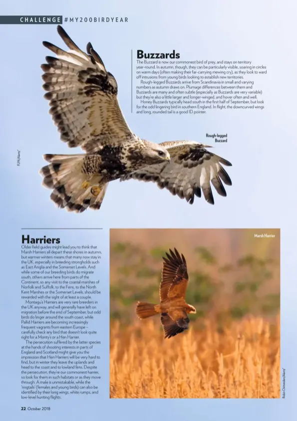  ??  ?? Rough-legged Buzzard Marsh Harrier