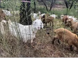  ?? PHOTOS BY NATALIE HANSON — ENTERPRISE-RECORD ?? ABOVE and RIGHT: Goats provided by a contractor begin grazing work, seen Friday, along Mountain View Drive in Paradise as part of Butte County Fire Safe Council’s projects to reduce fire fuel during spring.