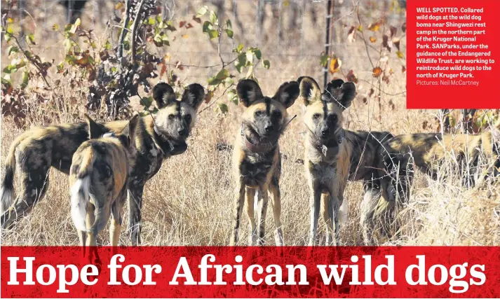  ?? Pictures: Neil McCartney ?? WELL SPOTTED. Collared wild dogs at the wild dog boma near Shingwezi rest camp in the northern part of the Kruger National Park. SANParks, under the guidance of the Endangered Wildlife Trust, are working to reintroduc­e wild dogs to the north of Kruger...