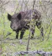  ?? Staff file photo ?? Wild hogs are a common cause for animal advocates and hunting enthusiast­s.