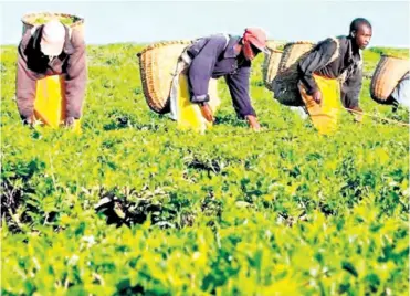  ??  ?? Workers at a tea plantation