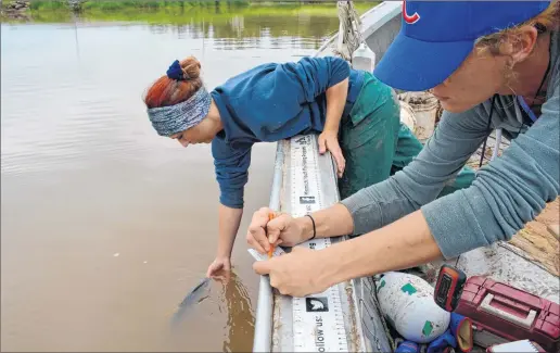  ?? COLIN CHISHOLM ?? Acadia University science students Lita O’Halloran, left, and Maja Reinhartse­n prepare to record data about the species they find in the Avon River as part of study commission­ed by the department of transporta­tion and infrastruc­ture renewal.