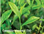  ??  ?? Camellia sinensis (Té)