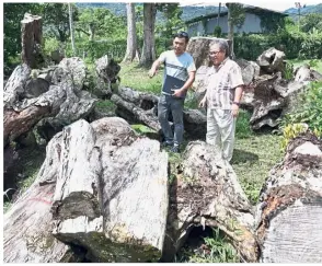  ??  ?? Not going to waste: Goh (right) and Balik Dr Paul looking at some of the logs for the ‘Penang Old Trees Heritage Sculpture Art Making Camp’ at the Balik Pulau Internatio­nal Art Village.