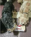  ?? Marsha Robbins ?? Jabber, left, and Margo play with a homemade treat dispenser on a cold winter day.