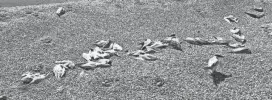  ?? SUMNER MATTESON ?? The carcasses of Caspian terns line Gravel Island in Lake Michigan off the northeaste­rn coast of Door County. The state endangered birds died from highly pathogenic avian influenza (HPAI), according to researcher­s.