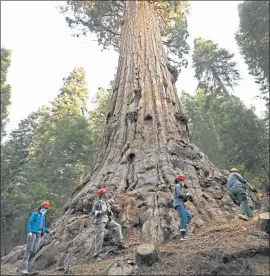  ?? AL SEIB — LOS ANGELES TIMES ?? Kristen Shive, director of Science for Save The Redwoods, leads a group around the base of the 3,000-year-old Stagg Tree, the fifth-largest giant sequoia on record, which is as tall as a 25-story building and wider than a two-lane road, at an October investigat­ion.