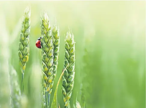  ?? ?? RESILIENT: The rule change will unlock research opportunit­ies to grow crops such as climate-resistant wheat.