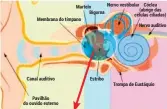  ??  ?? É atuando ao nível da pressão sanguínea e do nervo auditivo que o Acouphenol combate as 2 razões dos problemas auditivos e dos zumbidos.
(Cimicifuga racemosa)