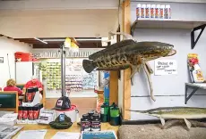  ?? Washington Post photos by Ricky Carioti — The ?? A mounted northern snakehead on display at a store in Woolford.