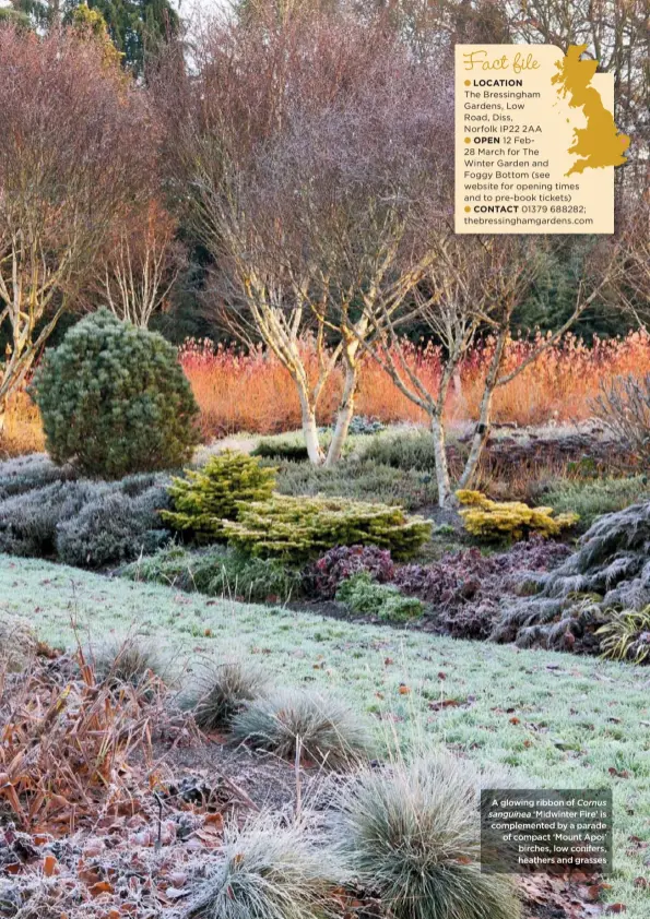  ??  ?? A glowing ribbon of Cornus sanguinea ‘Midwinter Fire’ is complement­ed by a parade of compact ‘Mount Apoi’ birches, low conifers, heathers and grasses