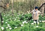  ??  ?? DIFOTO SAJA YA: Ibu penulis di tengah arum lily di Hutan Ludlow. Bunga ini dianggap sebagai hama karena jumlahnya banyak dan beracun.