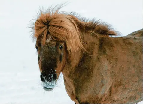  ?? Foto: Ralf Lienert ?? Ganz schön windig: Da stehen sogar dem Pferd alle „Haare“zu Berge. Das macht den Tieren aber nichts. Wenn es, speziell im Winter, auf der Koppel zu stürmisch wird, drehen sich die Vierbeiner einfach um.