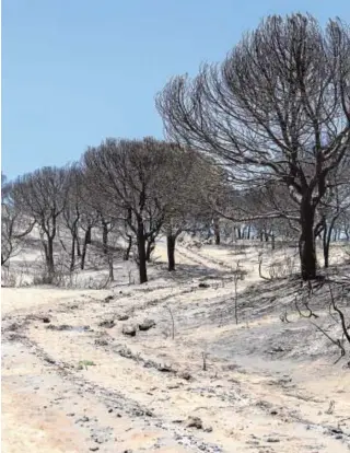  ?? FOTOS: ALBERTO DÍAZ ?? Arriba, área de Cuesta Maneli un año después del suceso; abajo, imagen de la misma zona tras el incendio