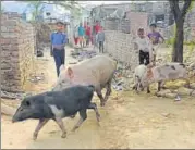  ?? SUSHIL KUMAR/HT PHOTO ?? Pigs in Sanjay Colony attack and bite humans. They also make holes in the mud walls and enter the kitchens of residents to snatch away food.