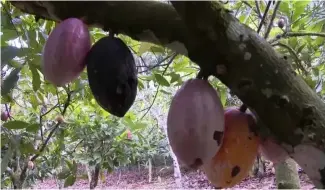  ?? ?? La production de cacao est en baisse provoquant une forte hausse des prix sur les marchés mondiaux.