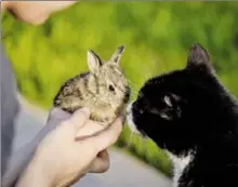  ?? ?? Journée d’adoption chats, chatons & lapins