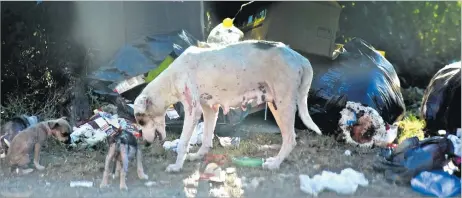  ?? Picture: FILE/REINAL CHAND ?? A stray dog with puppies look for food along Vio Rd in Lautoka.