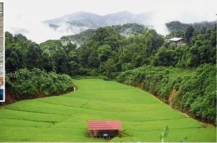  ??  ?? Lush village: Once on the edge of starvation, the remote village of Huay Hom has prospered through numerous developmen­t projects initiated by the late king, including a sheep rearing project that allows villages to harvest wool to supplement their...