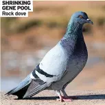  ?? Rock dove ?? SHrinKinG Gene POOL