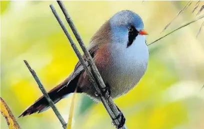  ??  ?? ●● A bearded tit