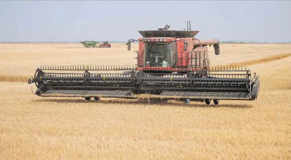  ?? BRANDON HARDER ?? Crop quality and yields are down this year as droughts took a heavy toll across Saskatchew­an. Topsoil moisture is rated as adequate in just 31 per cent of the province.