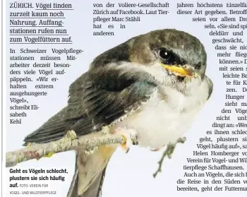  ?? FOTO: VEREIN FÜR
VOGEL- UND WILDTIERPF­LEGE ?? Geht es Vögeln schlecht, plustern sie sich häufig auf.