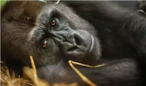  ?? FOTO ZOO ANTWERPEN/JONAS VERHULST ?? Mayani had in het begin last van ochtendmis­selijkheid, maar heeft intussen haar eetlust teruggevon­den.