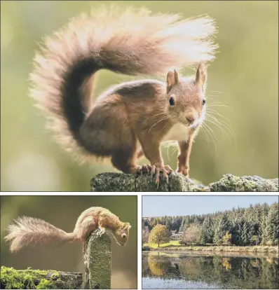  ?? PICTURES: DANNY LAWSON/PA ?? HOME RUN: Red squirrels forage for food ahead of winter in the Widdale Red Squirrel Reserve in North Yorkshire, as the UK red squirrel population declines. Autumn is the best time to see the squirrels as they hunt nuts to cache for the long winter months.