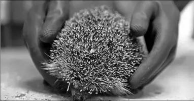  ??  ?? Een egel wordt getoond. (Foto: De Telegraaf)