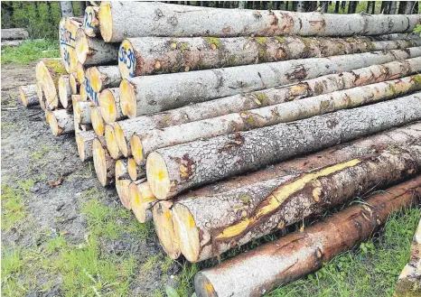  ?? FOTO: SABINE ZIEGLER ?? Über Jahrzehnte vermarktet­en staatliche Forste privates Holz. Um diese Praxis gibt es Streit.