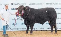 ??  ?? Champion Saler bull, Strathalla­n Navigator, of Mid Cumbushinn­ie Farm, Cromlix, Dunblane, raised 8,000gn