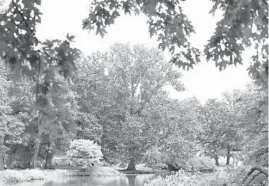  ?? STACEY WESCOTT/CHICAGO TRIBUNE ?? One of the oldest trees, a Marmo maple, center, sits along the edge of Lake Marmo at the Morton Arboretum on Aug. 20 in Lisle. This tree is believed to be around 100 years old.