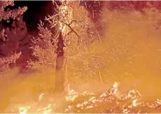  ??  ?? Embers fly from a burning tree as the Bobcat Fire continues to devour the Angeles National Forest north of Monrovia, California. The Bobcat Fire has grown to more than 26,000 acres.