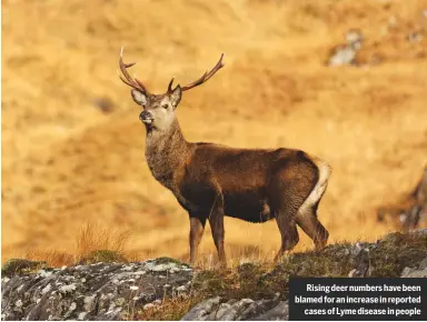  ??  ?? rising deer numbers have been blamed for an increase in reported cases of lyme disease in people
