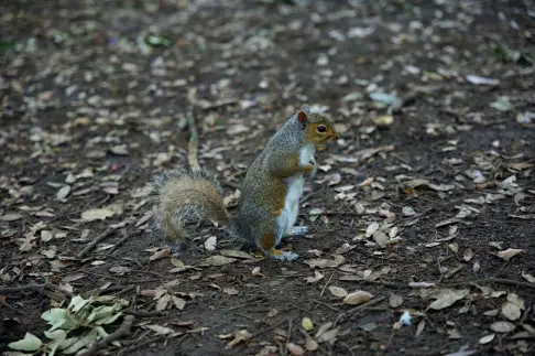  ??  ?? The fp L does have a 10fps burst mode, but it has an electronic shutter only, so it’s not cut out for fast-moving subjects. This tame squirrel stayed still for long enough to get a sharp shot, but any fast movement can cause blur.