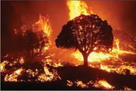  ?? Contribute­d ?? Deciduous trees, which are more fire resistant are selectivel­y retained.