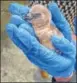  ?? PTI ?? ▪ A newborn Humboldt penguin chick at Byculla Zoo in Mumbai.