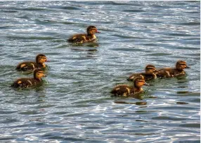 ??  ?? A brood of ducklings takes to the water at Carsington, by Peter Banks.