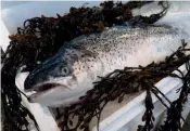  ??  ?? Above: Scottish salmon for export (photo: SSPO)