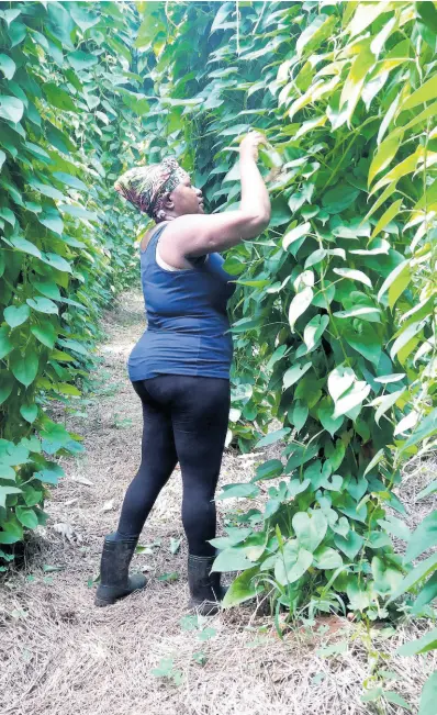  ??  ?? Farmer Shermaine Barnett has high praises for the Rural Agricultur­al Developmen­t Authority for the support given to her in the developmen­t of her sweet yam farm in Endeavour, St Ann.