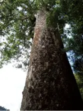  ??  ?? Above: Tuahu Kauri.