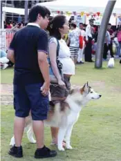  ??  ?? Smiles all around, and lovely pets everywhere; a particular source of delight for doggie participan­ts was the wading pool (right) where they got to cool off.